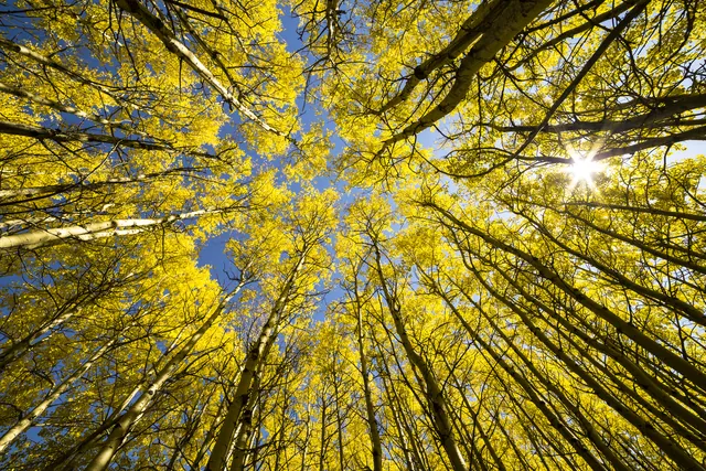 A bottom-up view of golden aspen tree crowns.